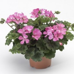 Calliope® Landscape Pink
